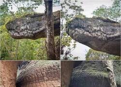 Enlace a Serpiente de roca