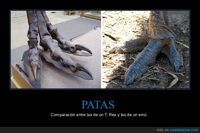patas,tiranosaurio,emú
