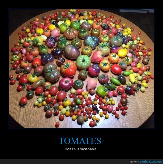 tomates,variedades,agricultura