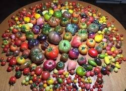 Enlace a Tomates para todos los gustos