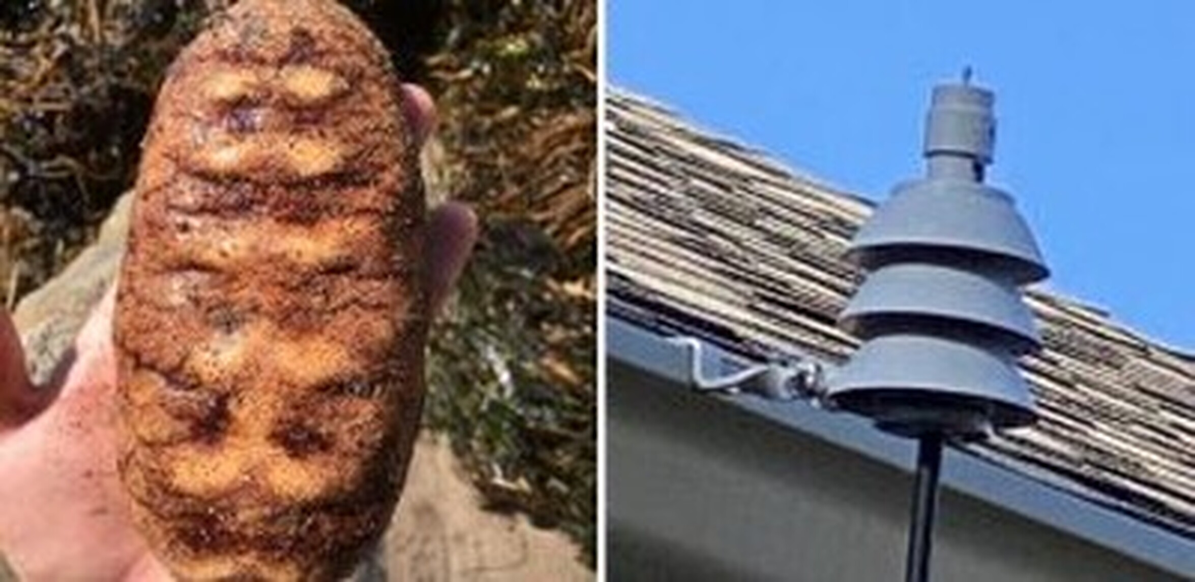 ¡Cuánta razón! / Hallazgos muy raros que fueron explicados gracias a ...