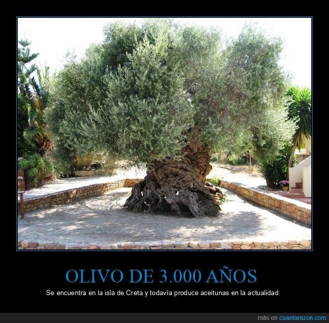 olivo,3000 años,aceitunas