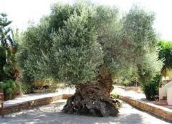 Enlace a Un árbol milenario