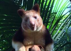 Enlace a Un animal esquivo