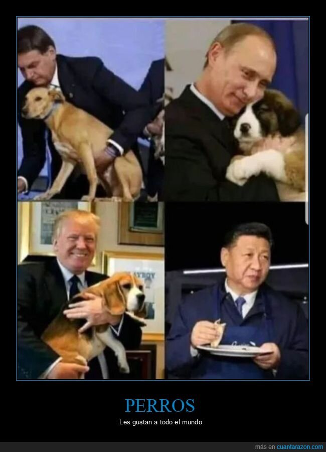 chinos,gustar,perros,políticos