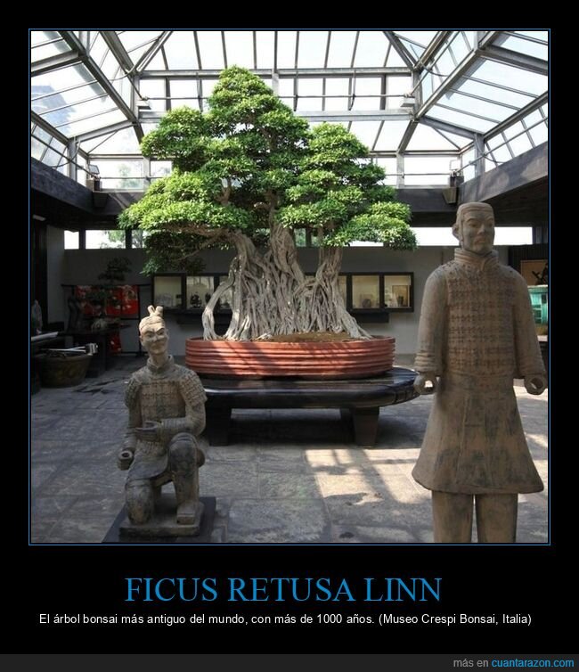 ficus retusa linn,bonsai,antiguo,curiosidades