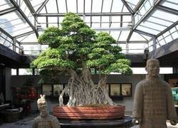 Enlace a Bonsai milenario