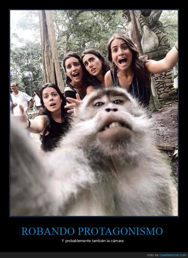 mono,selfie,cámara
