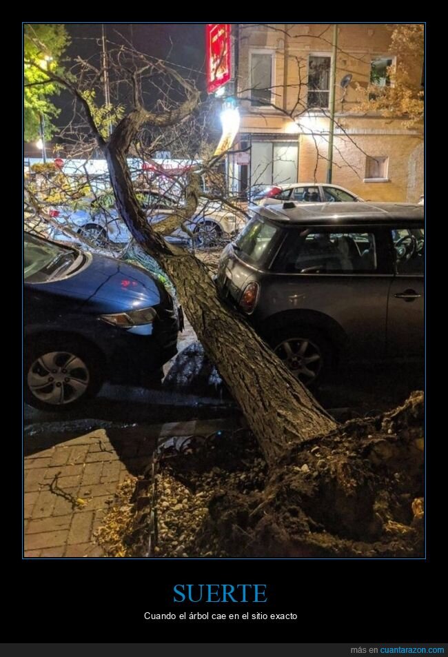 árbol,coches,casi