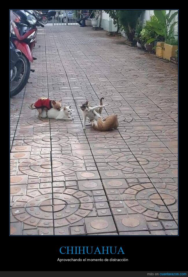 gatos,perro,montando,wtf