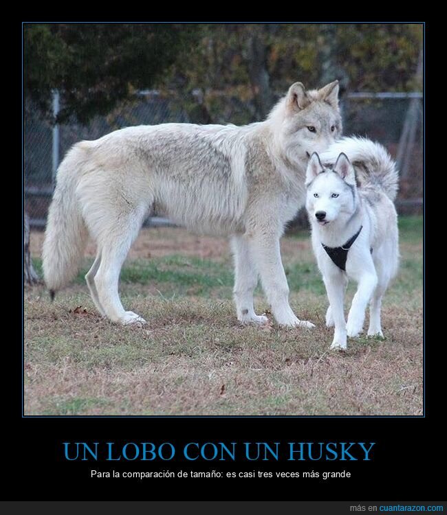 lobo,husky,tamaño
