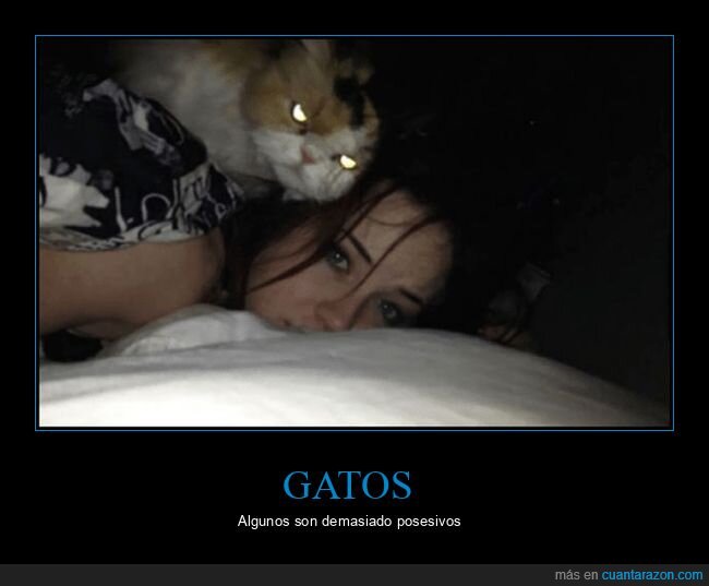 gatos,wtf