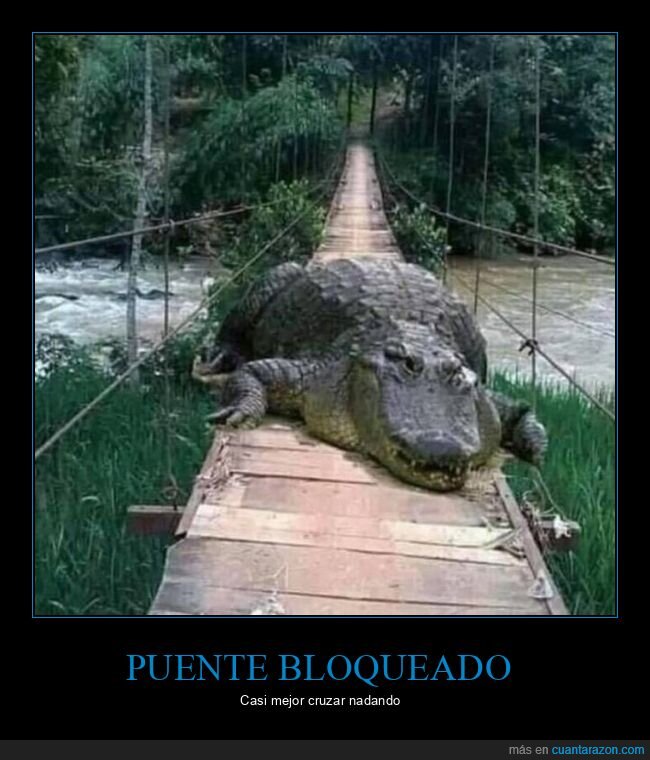 puente,cocodrilo