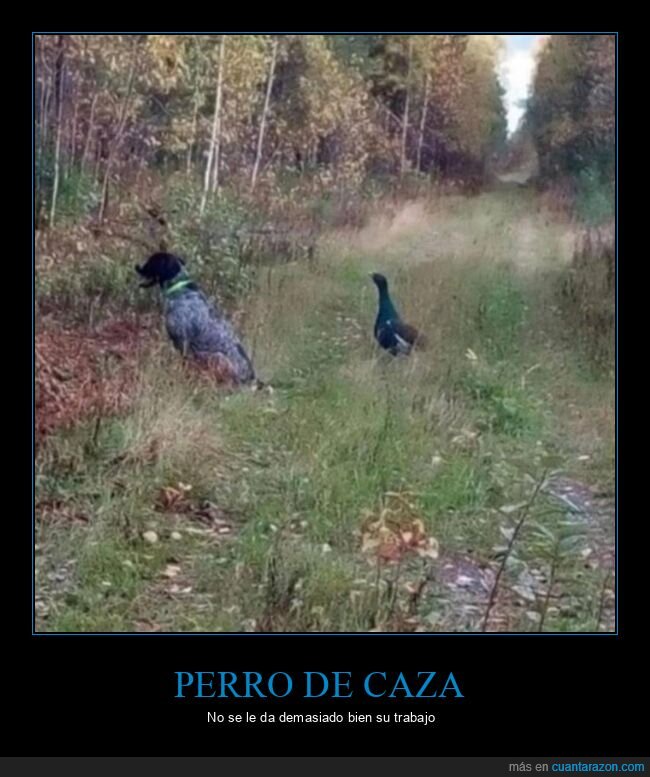 perro,caza,fails