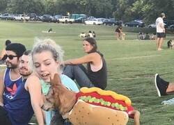 Enlace a El disfraz le viene al pelo