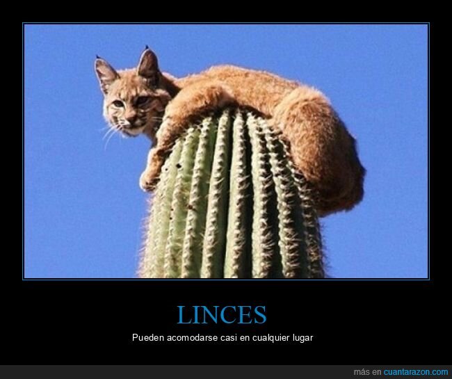 lince,cactus,wtf