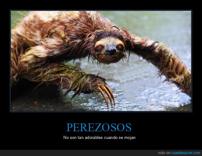 perezoso,mojado,wtf