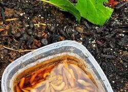 Enlace a Resolviendo el problema de las babosas