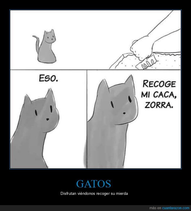 gatos,recoger