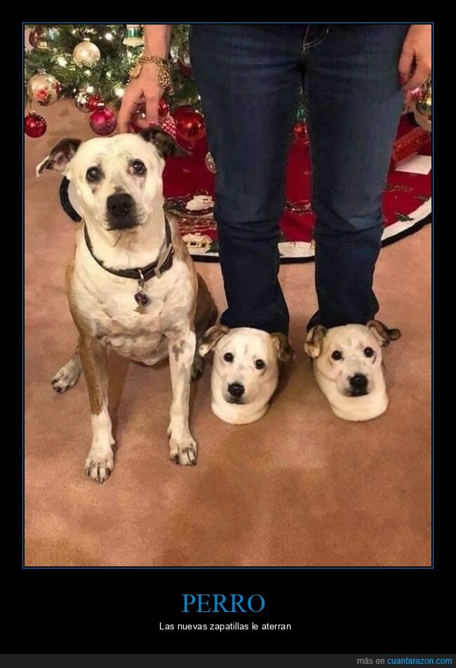 perro,zapatillas,wtf