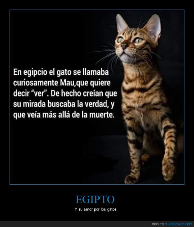 egipto,gatos