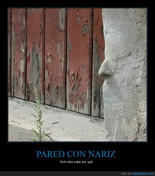 pared,nariz,wtf