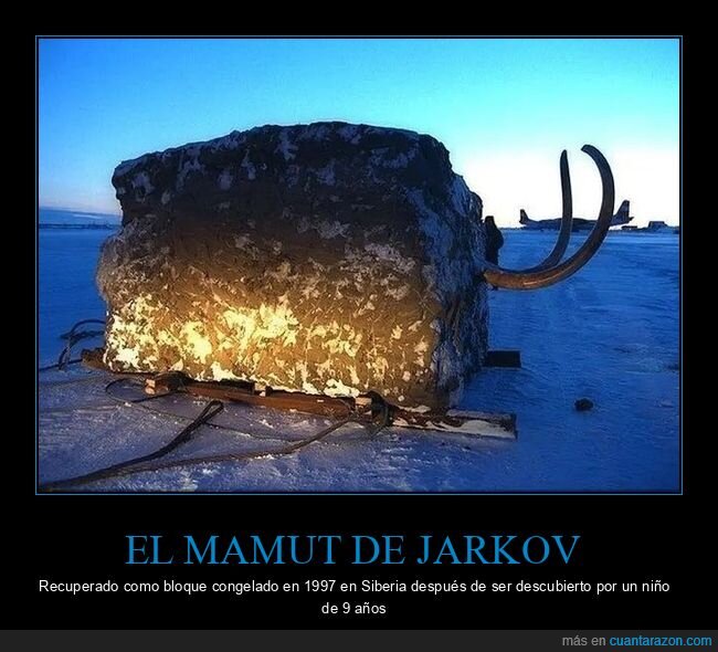 mamut,congelado,siberia