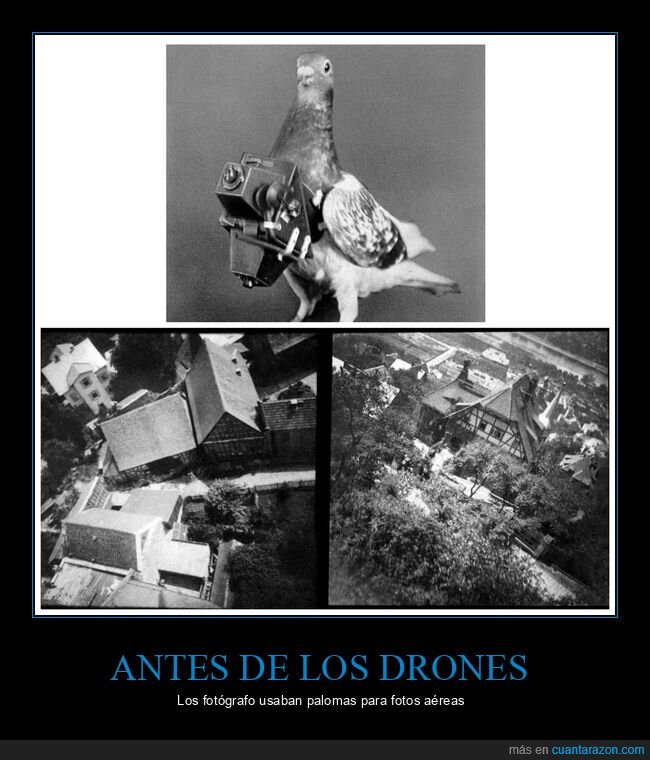 drones,palomas,fotos aéreas