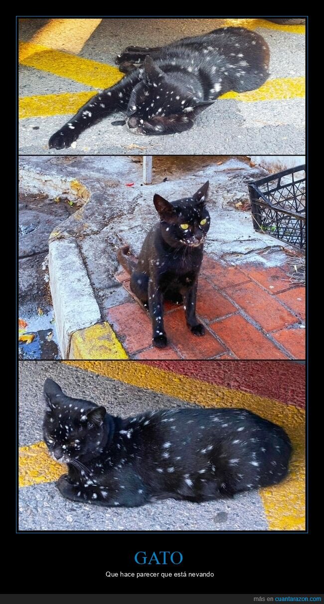 gato,nieve,pelo,wtf