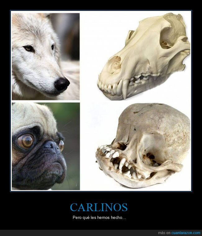 carlinos,cráneos,curiosidades,perros