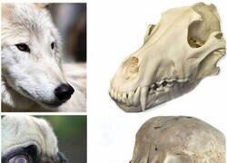 Enlace a Las maravillas de la crianza selectiva