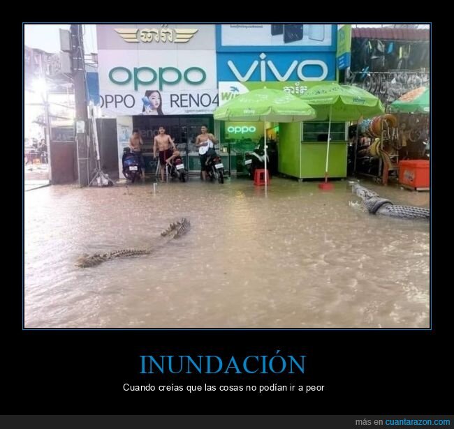 inundación,cocodrilos