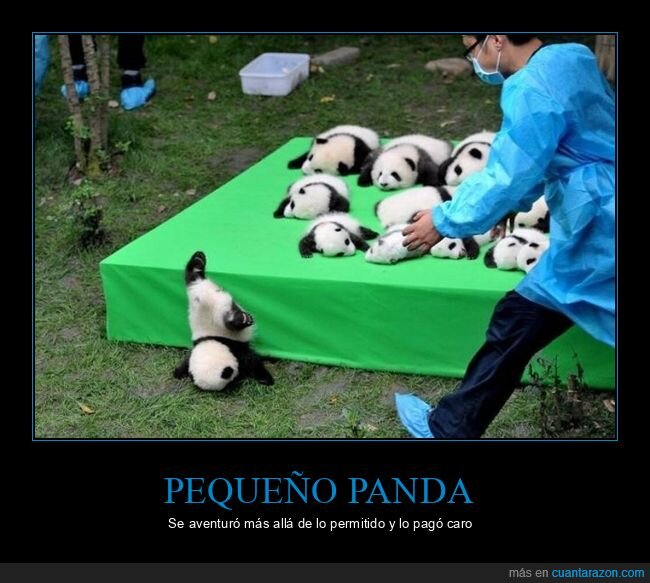 panda,fails