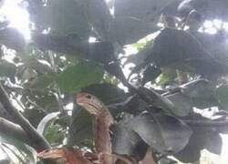 Enlace a La mariposa serpiente