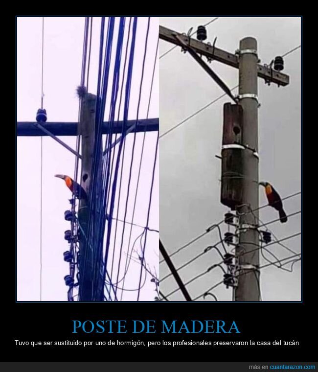 poste,madera,hormigón,tucán