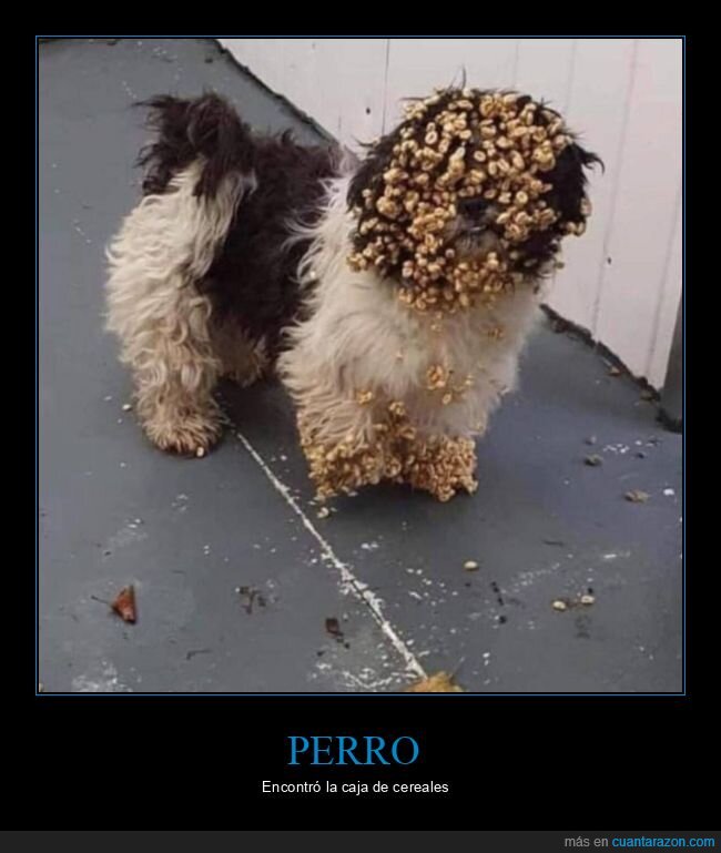 perro,cereales,wtf