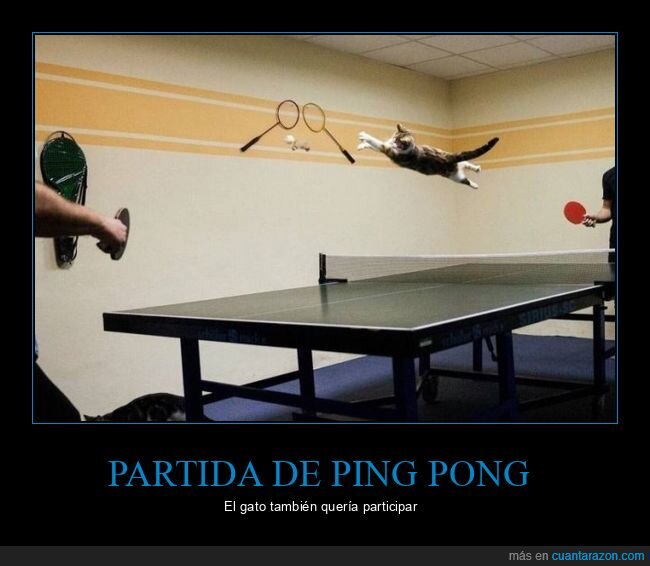 ping pong,gato,wtf