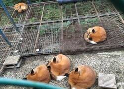 Enlace a Dos imágenes casi idénticas