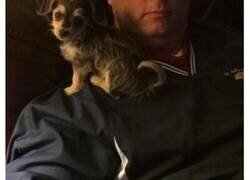 Enlace a De las más reconfortantes respuestas al desafío “No quería un perro”