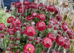 Enlace a Flores gélidas