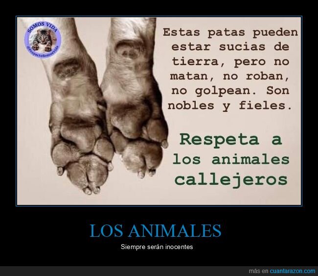 patas,animales,inocentes