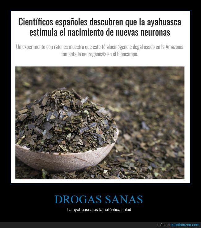 ayahuasca,neuronas