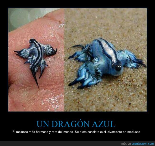 dragón azul,molusco