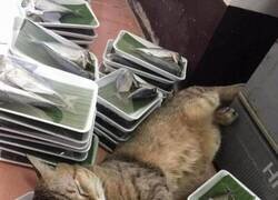 Enlace a Felicidad felina