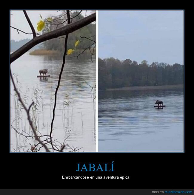 jabalí,río,wtf