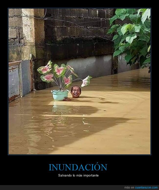 inundación,salvando,planta