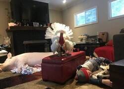 Enlace a El pavo monta guardia mientras el resto descansa