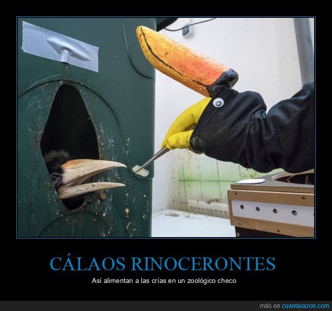 cálaos rinocerontes,alimentar,zoológico