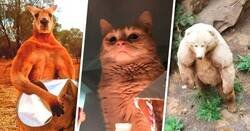 Enlace a Imágenes que demuestran que los animales planean dominar el mundo