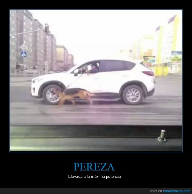 pereza,paseando,perro,coche